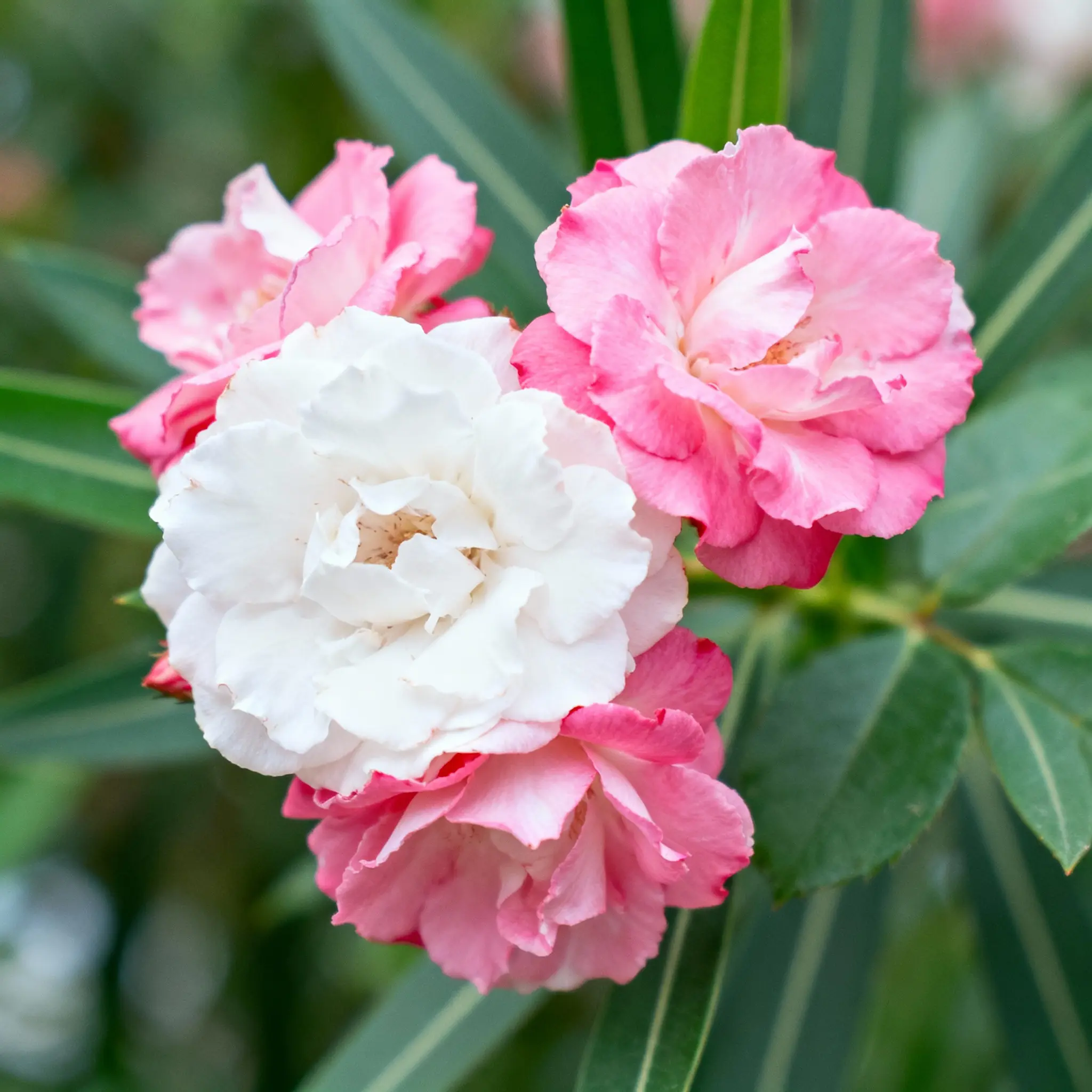 Bridal White Elegance Bouquet