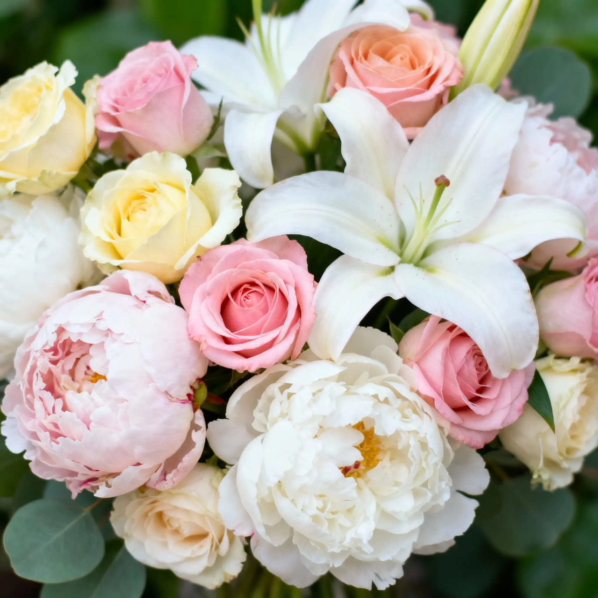 Pink Roses Elegance - 18 Stems